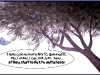 flying-tree-life flying-tree-life